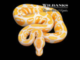 Lavender Albino Ball Python ♀ '26