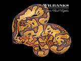 Fire Clown Ball Python ♂ '26