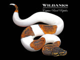 Mahogany Pied Ball Python ♂ '26
