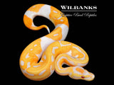 Dreamsicle Lavender Pied Ball Python ♂ '26
