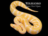 Albino Enchi Ball Python ♀ '26