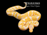 Albino Leopard Enchi Ball Python ♀ '26