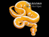 Leopard Lavender Clown (Grail) Ball Python ♀ '26