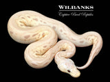 Banana Pewter Mojave Clown Ball Python ♂ '26