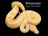 Candy Ball Python ♀ '26