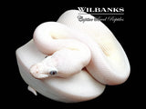 Blue Eyed Leucistic (Mojave Butter) 100% Het. Clown Ball Python ♀ '26