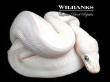 Blue Eyed Leucistic (Mojave Butter) 100% Het. Clown Ball Python ♂ '26