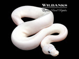 Super Fire Ball Python ♀ '26
