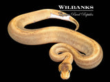 Cinnamon Champagne Ball Python ♂ '26