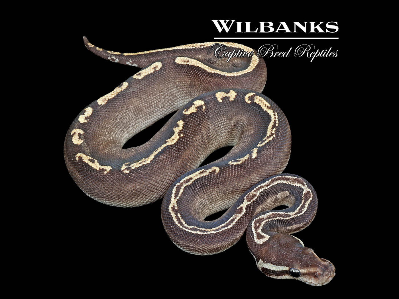 Black Pastel Mojave GHI Ball Python ♂ '25