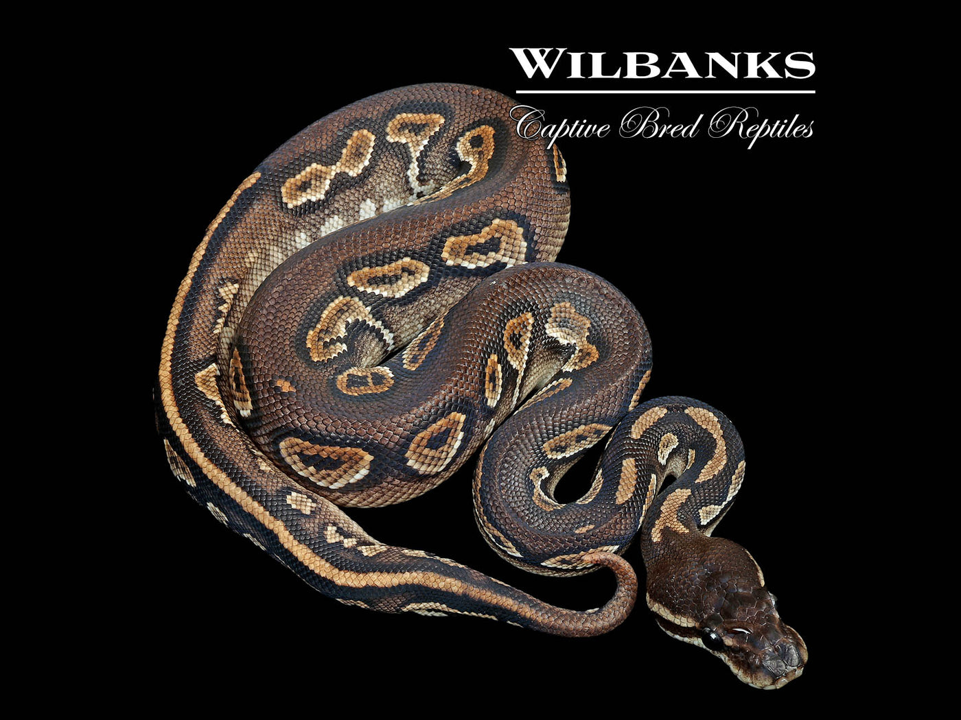 Blackhead Cinnamon 100% DH Clown Pied Ball Python ♂ '25