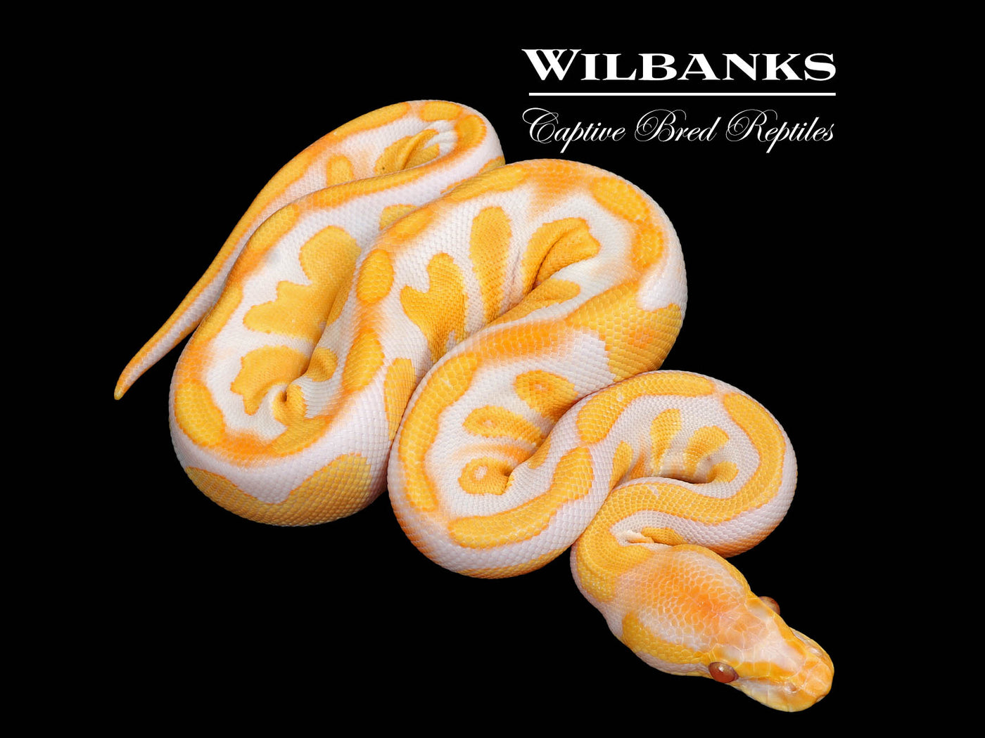 Lavender Albino Blackhead 100% Het. Pied Ball Python ♀ '25