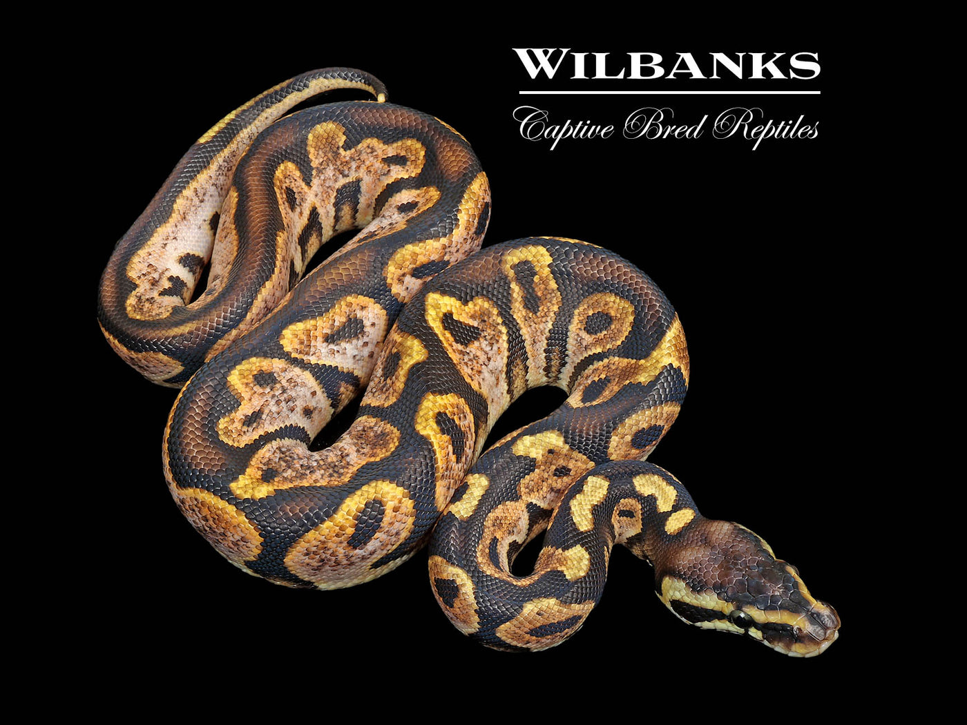 Pastel Sugar Ball Python ♀ '25