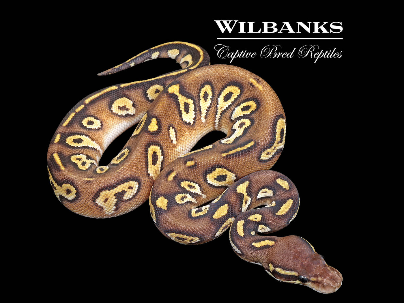 Blackhead Pastel Mojave Ball Python ♀ '25