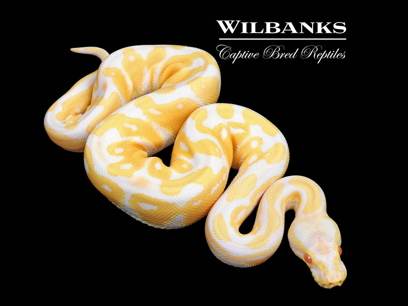 Pastel Albino Ball Python ♀ '25