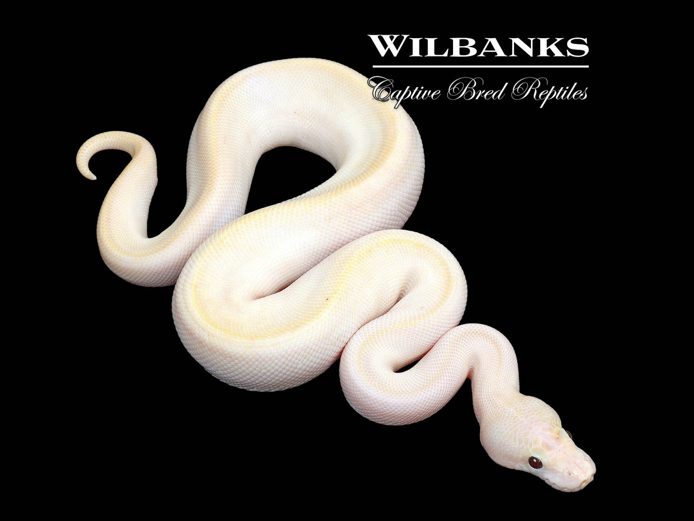 Banana Ivory Pinstripe Ball Python ♂ '25