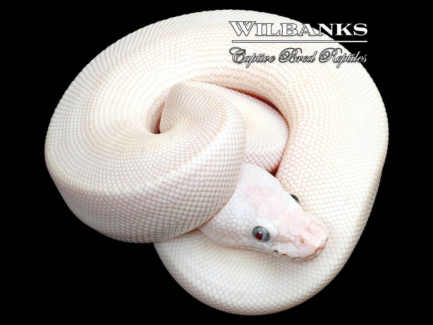Blue Eyed Leucistic (Mojave Butter) Ball Python ♂ '25