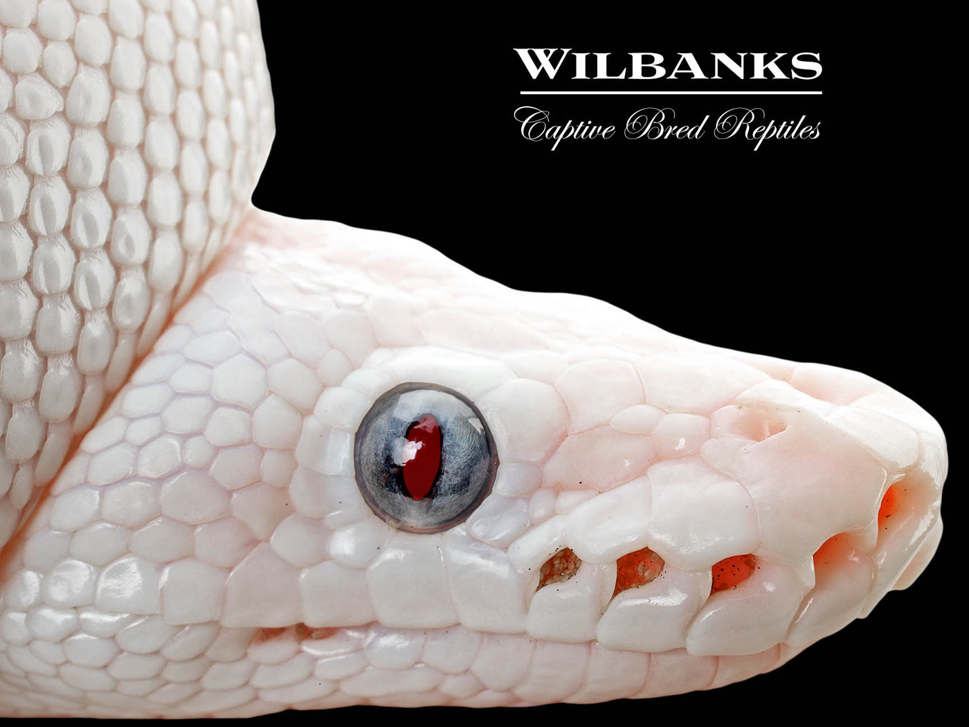 Blue Eyed Leucistic (Mojave Butter) Ball Python ♂ '25