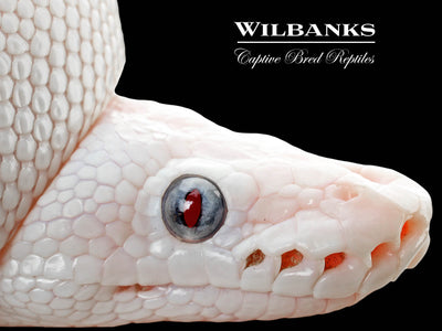 Blue Eyed Leucistic (Mojave Butter) Ball Python ♂ '25