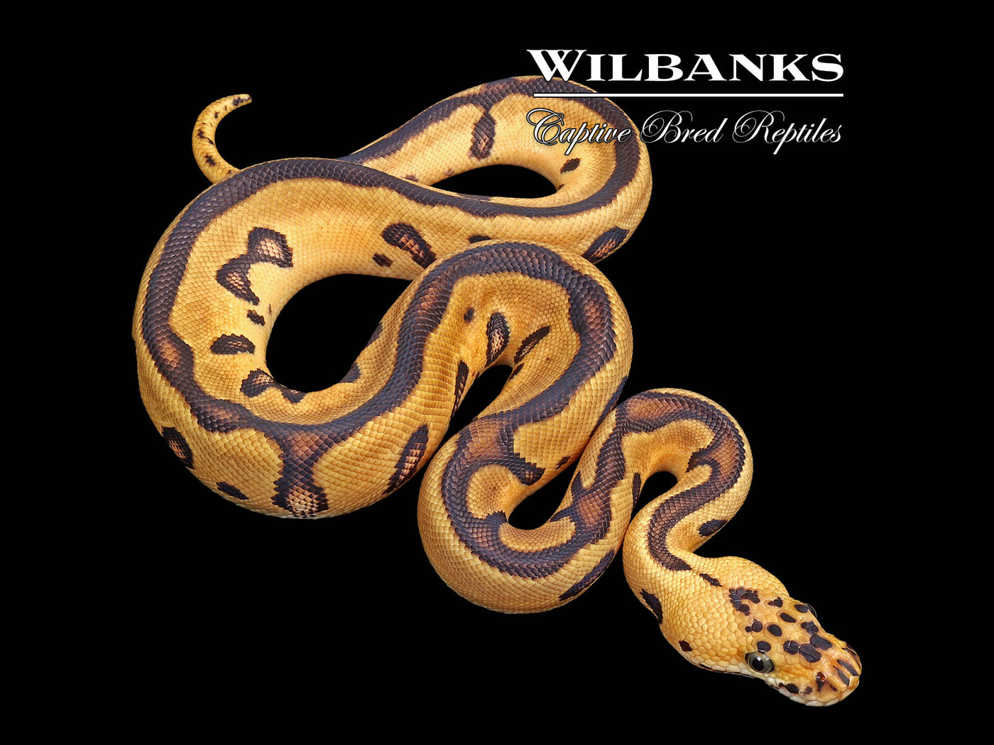 Pastel Leopard Enchi Clown Ball Python ♀ '25