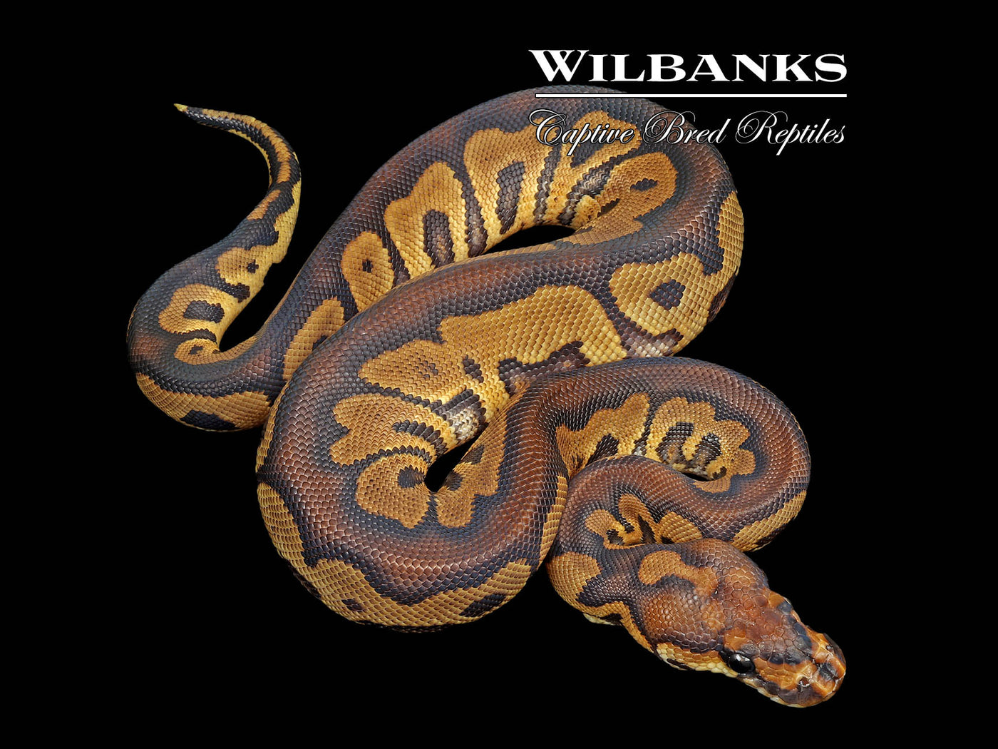 Sable Clown Ball Python ♀ '25