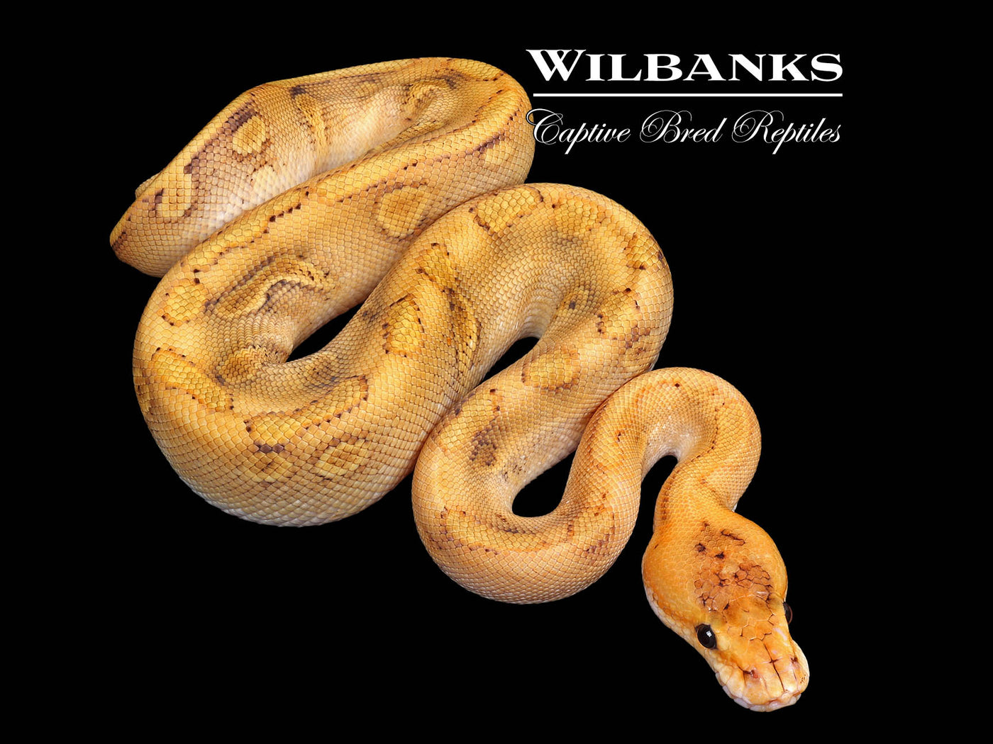 Champagne Enchi 100% Het. Clown Ball Python ♂ '25