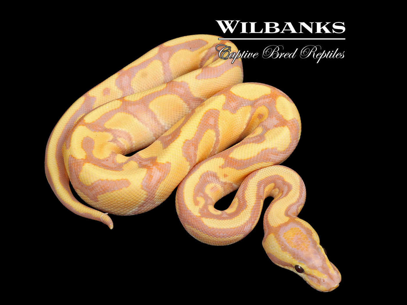 Banana Fire Enchi 100% Het. Clown Ball Python ♂ '25