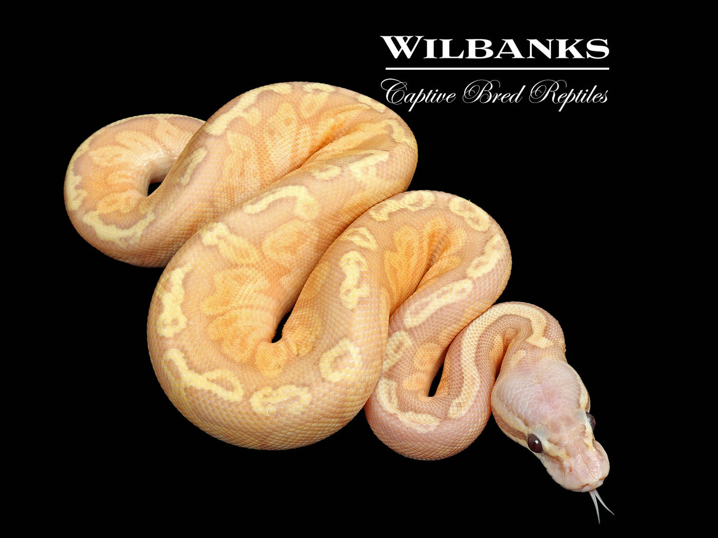 Banana Sunset Pastel Ball Python ♀ '25