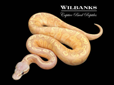 Banana Sunset Pastel Ball Python ♀ '25