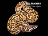 Pastel Sugar 100% Het. Clown Ball Python ♂ '26