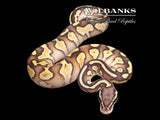 Pastel Butter Yellow Belly Ball Python ♂ '26