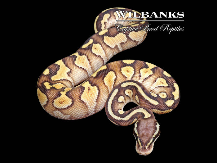 Pastel Butter Yellow Belly Ball Python ♂ '26