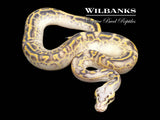 Pastel Leopard Super Gravel Ball Python ♂ '26