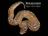 Freeway Ball Python ♀ '26