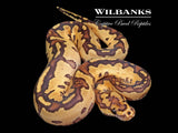 Fire Clown Ball Python ♀ '26