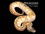 Sugar Pastel Butter Enchi Ball Python ♀ '26