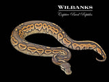 Orange Crush Cinnamon Ball Python ♀ '26
