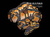 Blackhead Sugar Huffman 100% Het. Clown Ball Python ♀ '26