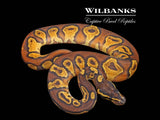 Blackhead Enchi Yellow Belly 100% Het. Orange Crush Ball Python ♂ '26