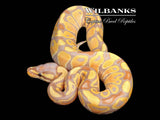 Banana 100% Het. Clown Ball Python ♂ '26