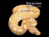 Banana 100% Het. Clown Ball Python ♂ '26