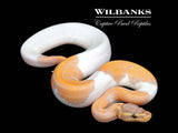 Banana Mahogany Pied Ball Python ♂ '26
