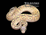 FireFly Mojave Ghost Ball Python ♂ '26