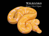 Albino Leopard Enchi Ball Python ♂ '26