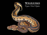 Leopard Cinnamon Clown Ball Python ♀ '26