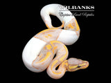 Banana Pied Ball Python ♂ '26