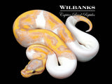 Banana Pied Ball Python ♀ '26