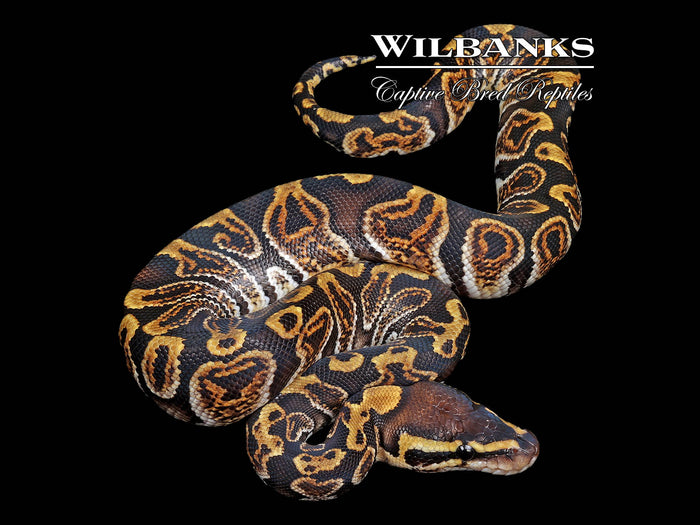 GHI 100% Het. Clown Ball Python ♂ '26