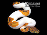 Clown Pied Ball Python ♀ '26