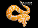 Lavender Albino Blackhead Enchi Ball Python ♂ '26